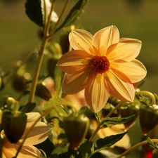 Dalia, Colourfull Flowers