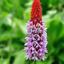 butterfly bush, exotic, Colourfull Flowers