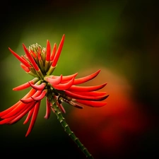 exotic, Colourfull Flowers