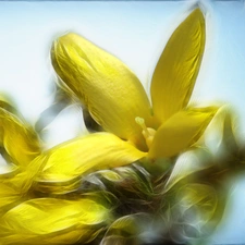 forsythia, Colourfull Flowers