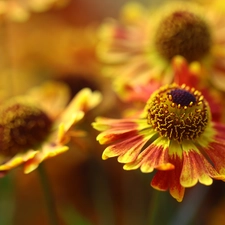 Helenium, Colourfull Flowers