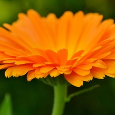 Marigold Medical, Orange, Colourfull Flowers