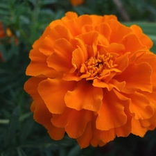 Orange, Colourfull Flowers