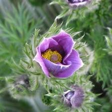 pasque, Colourfull Flowers