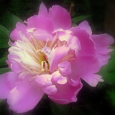 peony, Colourfull Flowers