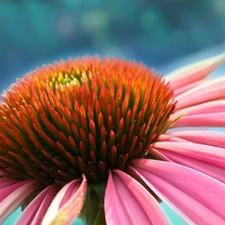 Pink, Colourfull Flowers