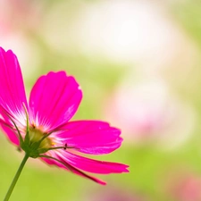 Cosmos, Pink, Colourfull Flowers