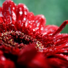 Red, Colourfull Flowers