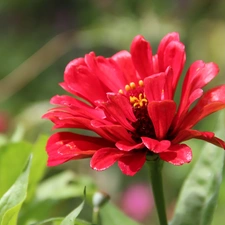 Red, Colourfull Flowers