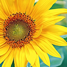 Sunflower, Colourfull Flowers