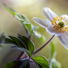 anemone, White, Colourfull Flowers