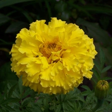 Yellow, Colourfull Flowers