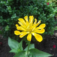 Yellow, Colourfull Flowers