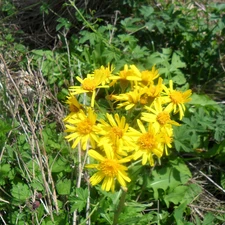 Colourfull Flowers, St. John