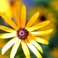 Yellow, Colourfull Flowers