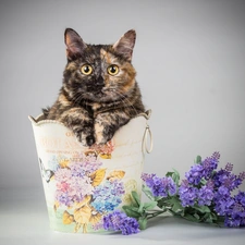 Flowers, cat, container