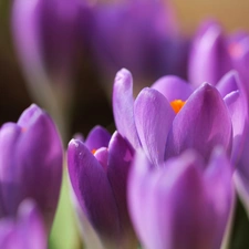 Flowers, purple, crocuses