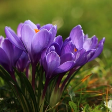 Flowers, purple, crocuses