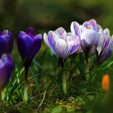 Flowers, purple, crocuses