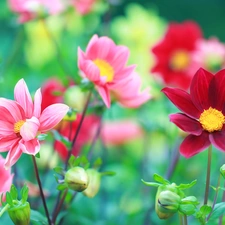 Flowers, color, dahlias