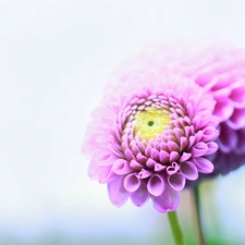 Flowers, purple, dahlias