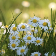 Flowers, White, daisies