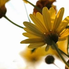 Flowers, Yellow, daisy