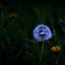 Common Dandelion, nature, Flowers