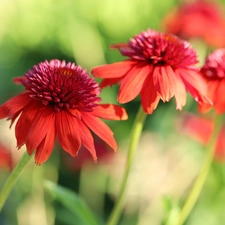 Flowers, Red, echinacea