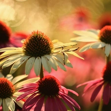 echinacea, Flowers