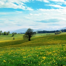 field, Mountains, Flowers, medows