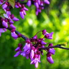 flower, purple, Flowers, Bush