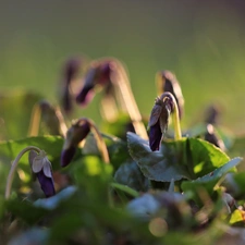 Spring, fragrant violets, Flowers