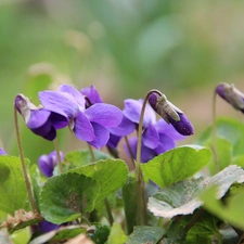 Spring, fragrant violets, Flowers