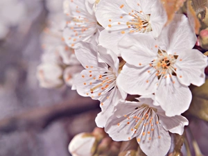 fruit, Flowers