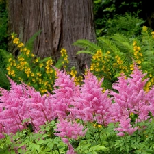 Garden, lilac, Flowers, Yellow