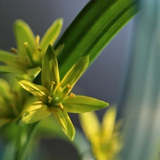 Spring, Yellow gold plating, Flowers