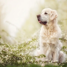 dog, Twigs, Flowers, Golden Retriever