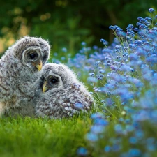 owls, birds, Flowers, grass, chick, Owls