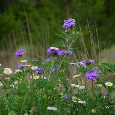 Meadow, purple, Flowers, daisies