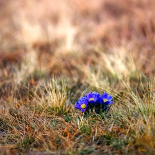 grass, flowers