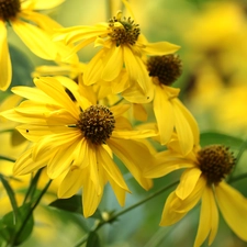 Yellow, Green-headed Coneflower, Flowers