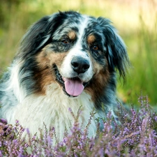 Flowers, heather, pastoral, Australian Shepherd, dog