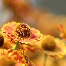 Colourfull Flowers, Helenium Hybridum, rapprochement