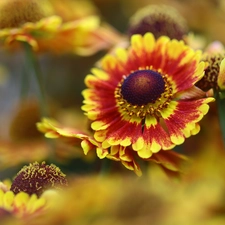 Helenium, Flowers