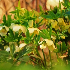 Flowers, Yellow, Helleborus