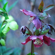 Helleborus, Flowers