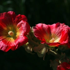 Flowers, Red, Hollyhocks