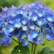 Colourfull Flowers, hydrangea, Leaf, blue
