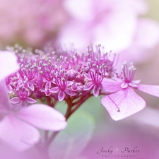 Colourfull Flowers, hydrangea, rapprochement, Pink